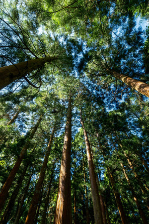 Guardians of Gaia (Advanced Class)